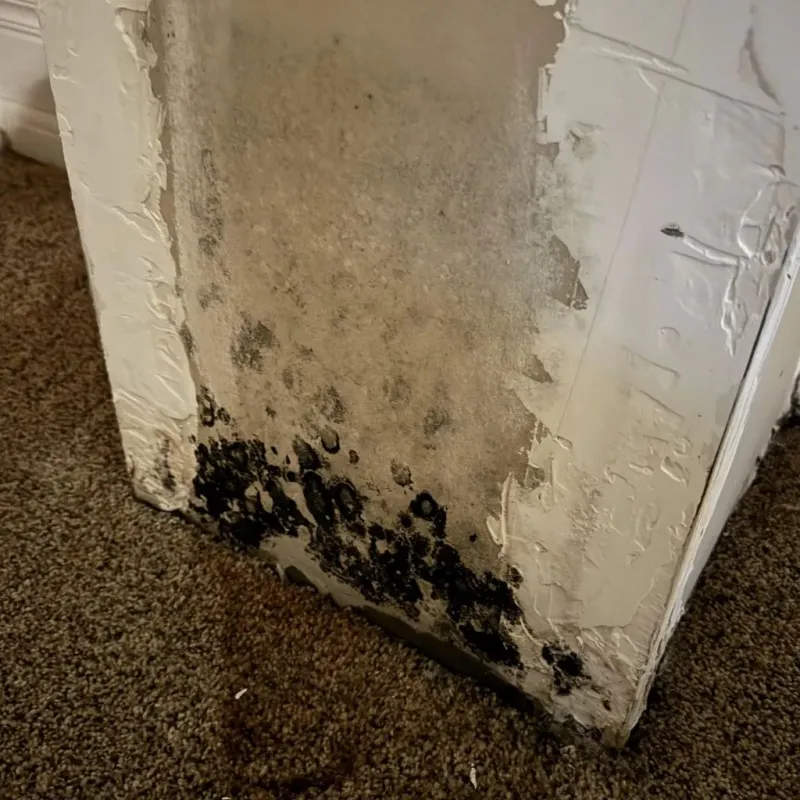 Professional Mold Removal in Hardin County, IA